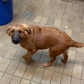 Burkett -  Retriever Dog for Adoption in Birmingham, Alabama - Burkett | PetCurious