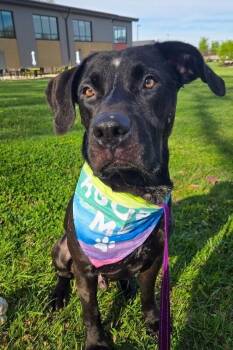 Basilisk -  Mixed Breed Dog for Adoption in Miamitown, Ohio - Basilisk | PetCurious