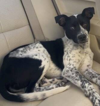 Border Collie Dogs Available for Adoption in Buffalo, Minnesota - Axel | PetCurious