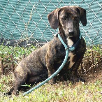 Olive -  Dachshund Dog for Adoption in Denison, Texas - Olive | PetCurious