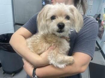 Maltese Dogs Available for Adoption in Sacramento, California - Novak | PetCurious