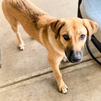 Daisy -  Mixed Breed Dog for Adoption in Springboro, Ohio - Daisy | PetCurious
