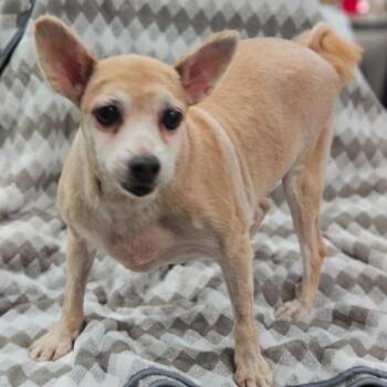 PomPom (#338) -  Pomeranian Dog for Adoption in Twin Lakes, Wisconsin - PomPom (#338) | PetCurious