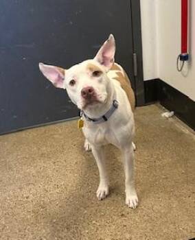 Pit Bull Terrier Dogs Available for Adoption - Lacey | PetCurious