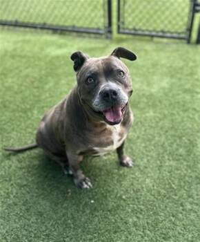 BLU -  Mixed Breed Dog for Adoption in Dallas, Texas - BLU | PetCurious