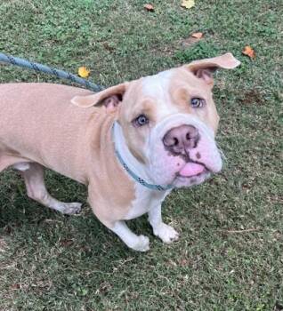 Olen -  Mixed Breed Dog for Adoption in Chamblee, Georgia - Olen | PetCurious