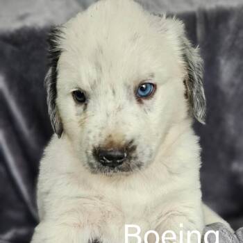Australian Shepherd Dogs Available for Adoption in Rockville, Maryland - Boeing | PetCurious