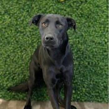 Mia -  Labrador Retriever Dog for Adoption in Wando, South Carolina - Mia | PetCurious