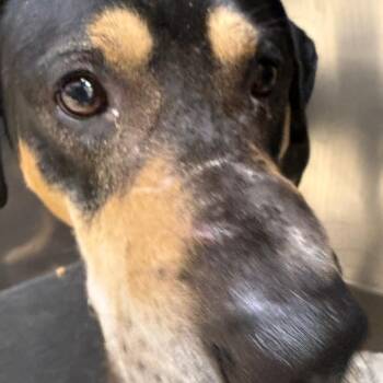 Venus -  Mixed Breed Dog for Adoption in Winston-salem, North Carolina - Venus | PetCurious