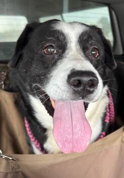 Border Collie Dogs Available for Adoption - Sam | PetCurious
