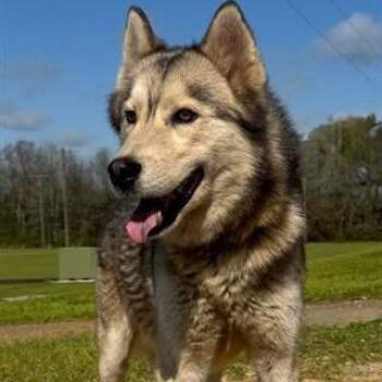 Siberian Husky Dogs Available for Adoption in Freeport, Florida - Zeus | PetCurious