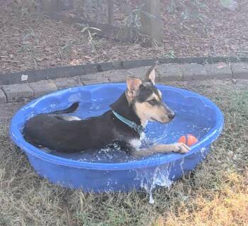 Target -  Australian Shepherd and Rat Terrier Dog for Adoption in Bryant, Arkansas - Target | PetCurious