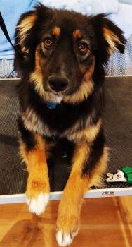 Rescue Australian Shepherd Dogs for Adoption in North Richland Hills, Texas - [ADOPTION PENDING] ARPH #14671 - Sedona | PetCurious
