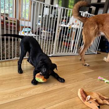 Chobani -  Mixed Breed Dog for Adoption in Buffalo, Minnesota - Chobani | PetCurious