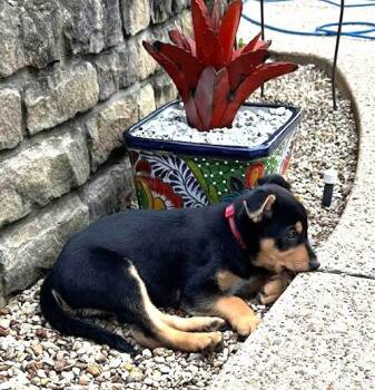 ZEUS -  Australian Kelpie Dog Available for Adoption in Edgecliff Village, Texas - ZEUS | PetCurious