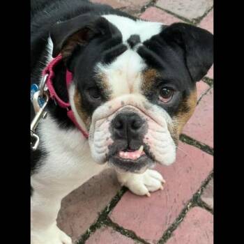 Baby Judy -  English Bulldog Dog for Adoption in Midlothian, Virginia - Baby Judy | PetCurious