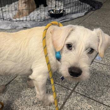 Terrier and Mixed Breed Dogs Available for Adoption - Daisy | PetCurious