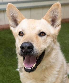 Argos -  Shepherd Dog for Adoption in Encinitas, California - Argos | PetCurious