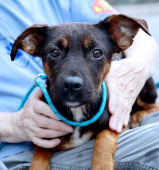 Hazel (AO37337) -  Terrier Dog for Adoption in Kansas City, Kansas - Hazel (AO37337) | PetCurious