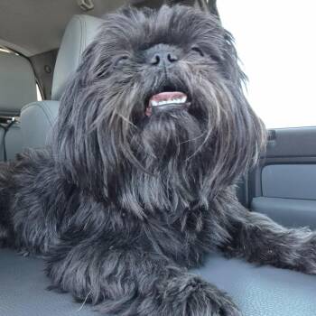 Shih Tzu Dogs Available for Adoption - Attichitcuk | PetCurious