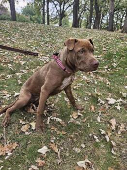 Rescue Pit Bull Terrier and Mastiff Dogs for Adoption in Minneapolis, Minnesota - Sienna | PetCurious