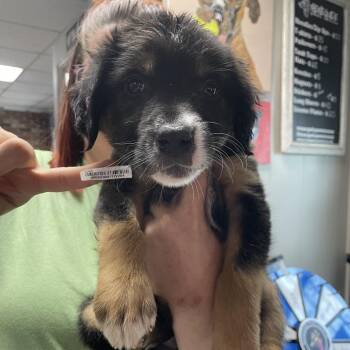 Prism -  Mixed Breed Dog for Adoption in Savannah, Georgia - Prism | PetCurious