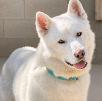 Maverick -  Husky Dog for Adoption in Los Angeles, California - Maverick | PetCurious
