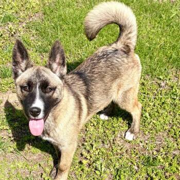 German Shepherd Dog and Husky Dogs Available for Adoption in Pekin, Illinois - Irina | PetCurious