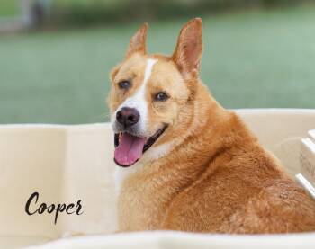 Cooper -  Cattle Dog and Labrador Retriever Dog for Adoption in Houston, Texas - Cooper | PetCurious