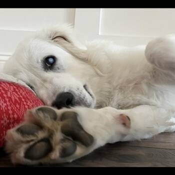 August -  Great Pyrenees and Mixed Breed Dog for Adoption in Huntsville, Alabama - August | PetCurious