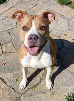 Penny -  Bulldog Dog for Adoption in Salisbury, Maryland - Penny | PetCurious