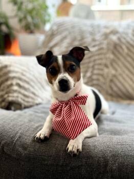 Fox Terrier Dogs Available for Adoption in New York, New York - Hattie | PetCurious