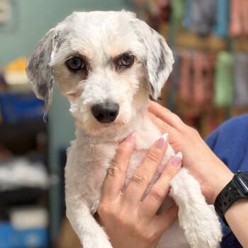 Maddox -  Miniature Poodle and Shih Tzu Dog for Adoption in Columbus, Georgia - Maddox | PetCurious