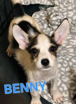 BENNY -  Jack Russell Terrier and Chihuahua Dog for Adoption in Fosters, Alabama - BENNY | PetCurious