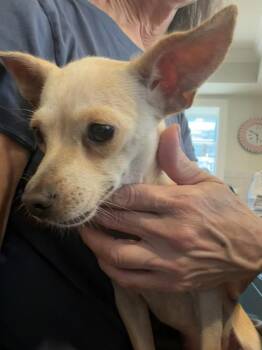 Ceci Bean (1012) -  Terrier and Chihuahua Dog for Adoption in Plymouth, Michigan - Ceci Bean (1012) | PetCurious