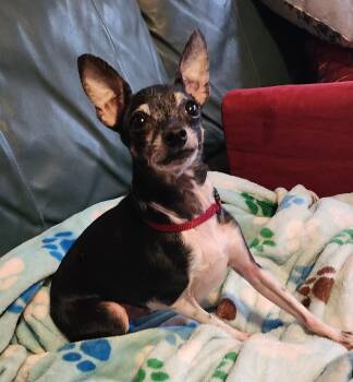 Rescue Chihuahua Dogs for Adoption in Wheelersburg, Ohio - Whiskey | PetCurious