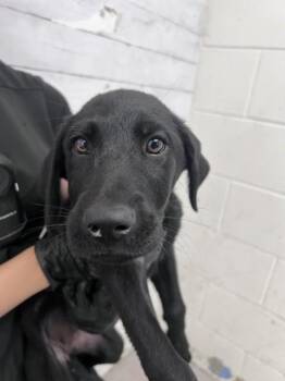 SHEILA -  Labrador Retriever Dog for Adoption in San Bernardino, California - SHEILA | PetCurious