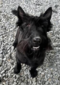 Scottish Terrier Dogs Available for Adoption in Silver Spring, Maryland - Murdoch | PetCurious