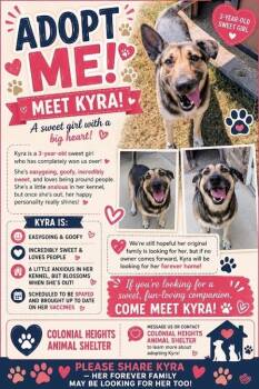Kyra -  Shepherd Dog for Adoption in Colonial Heights, Virginia - Kyra | PetCurious