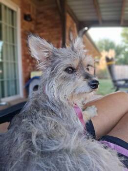 Sydney -  Yorkshire Terrier and Chihuahua Dog for Adoption in Blanchard, Oklahoma - Sydney | PetCurious