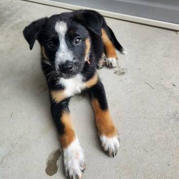 Daisy FC AB -  Australian Cattle Dog Blue Heeler Dog for Adoption in Union, Missouri - Daisy FC AB | PetCurious