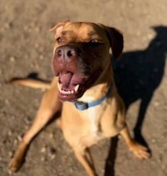 Banjo -  Mixed Breed Dog for Adoption in Lindenhurst, New York - Banjo | PetCurious