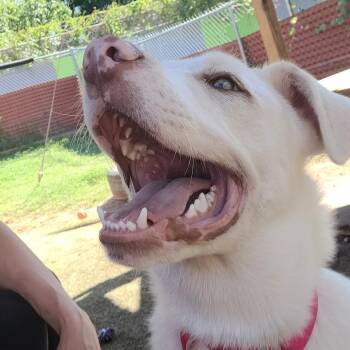 Anatolian Shepherd and Yellow Labrador Retriever Dogs Available for Adoption in Austin, Texas - Frostbite | PetCurious