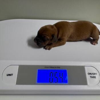 Naira -  Pug and Beagle Dog for Adoption in Mankato, Minnesota - Naira | PetCurious