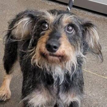 Mixed Breed Dogs Available for Adoption in Las Cruces, New Mexico - Purpy | PetCurious