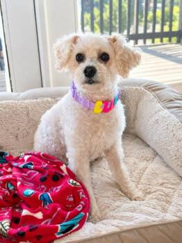 Nutella -  Yorkie Poo Dog for Adoption in Los Angeles, California - Nutella | PetCurious