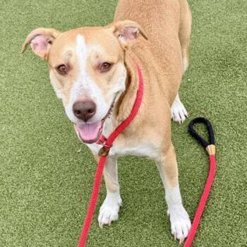 Zoe -  Mixed Breed Dog for Adoption in Largo, Florida - Zoe | PetCurious
