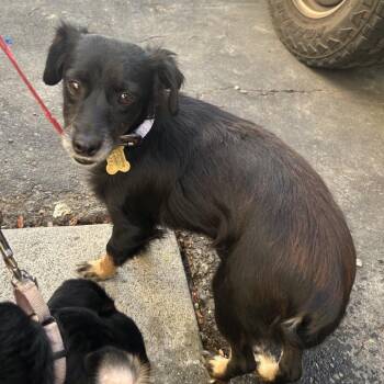 CASEY -  Chihuahua Dog for Adoption in Richmond, California - CASEY | PetCurious