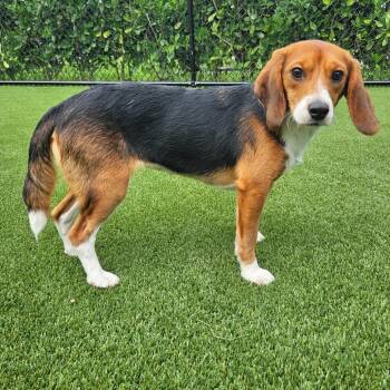 Nebula 8672 -  Beagle Dog for Adoption in Loxahatchee Groves, Florida - Nebula 8672 | PetCurious
