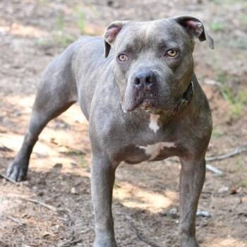 Rescue American Staffordshire Terrier and American Bully Dogs for Adoption in Willis, Texas - Big Boy | PetCurious